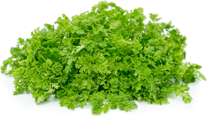 Chervil facts specialtyproduce