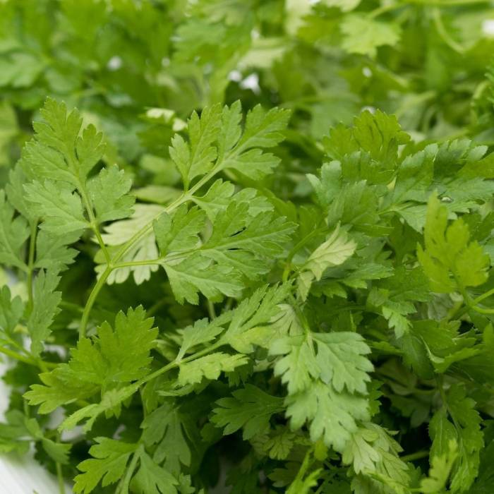 Chervil theseedcollection