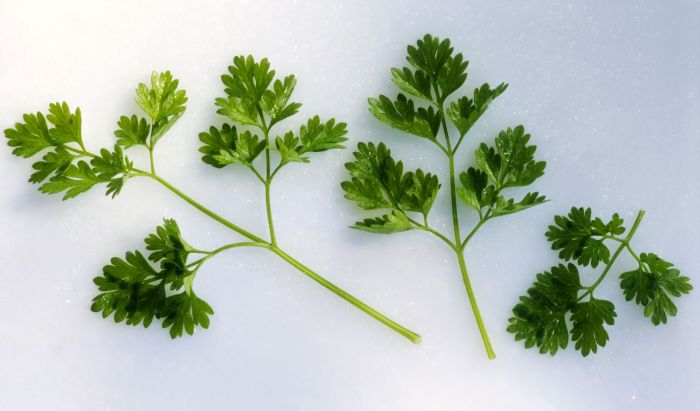 Aromatic delicate herb related to parsley