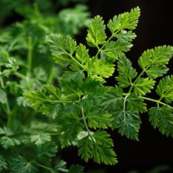 Aromatic delicate herb related to parsley