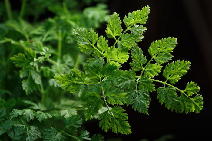 Aromatic delicate herb related to parsley