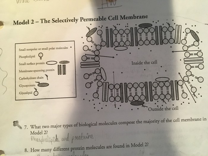 Membrane structure and function pogil answer key